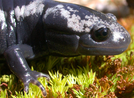 Marbled Salamander